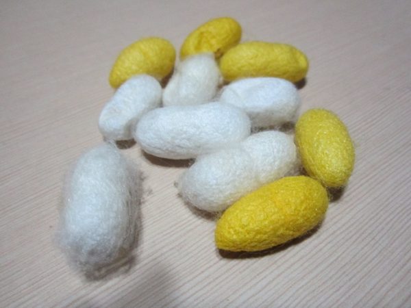 MULBERYY SILK COCOONS