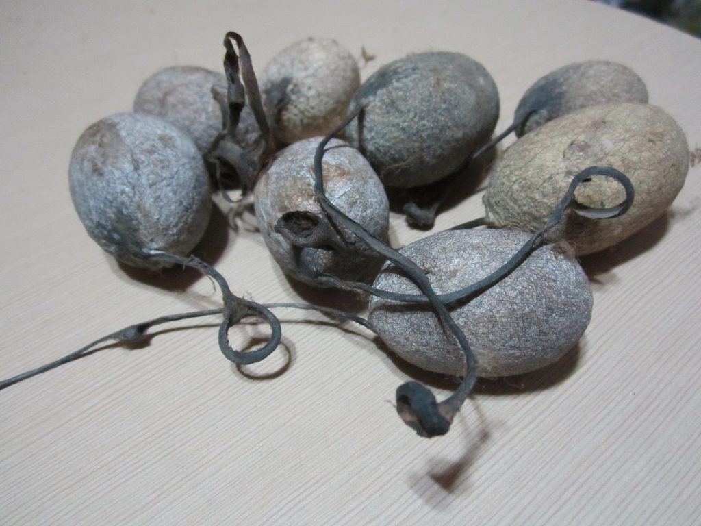 Tussar Silk Cocoon – Live with Peduncle