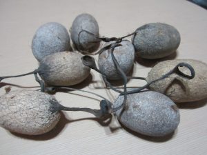 Tussar Silk Cocoon – Live with Peduncle 3