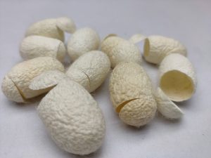 Mulberry Cut Cocoon