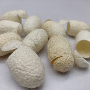 Cut-Cocoon-Spa-Cocoon-White-Cocoon-Mulberry-Cocoon-latifi Silks