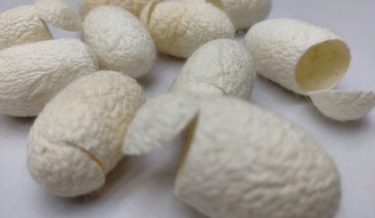 Cut Cocoon - Spa Cocoon - White Cocoon - Mulberry Cocoon (5) Cut Cocoon - Spa Cocoon - White Cocoon - Mulberry Cocoon (5)